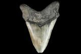Fossil Megalodon Tooth - South Carolina #110920-2